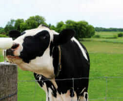 Close up of a Holstein cow on pasture sniffing a wine glass full of milk on the fence post