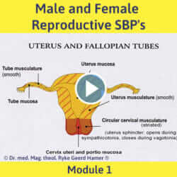 Module 1 - Male and Female Reproductive SBP's
