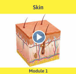 Module 1 - Skin