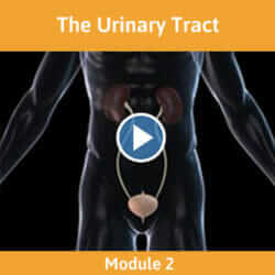 Module 2 - The Urinary Tract